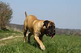 BULLMASTIFF 419